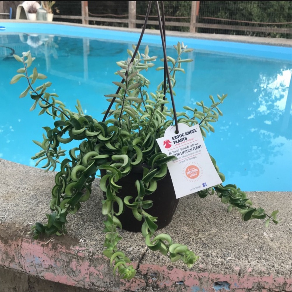 Live twister lipstick houseplant alive plant
